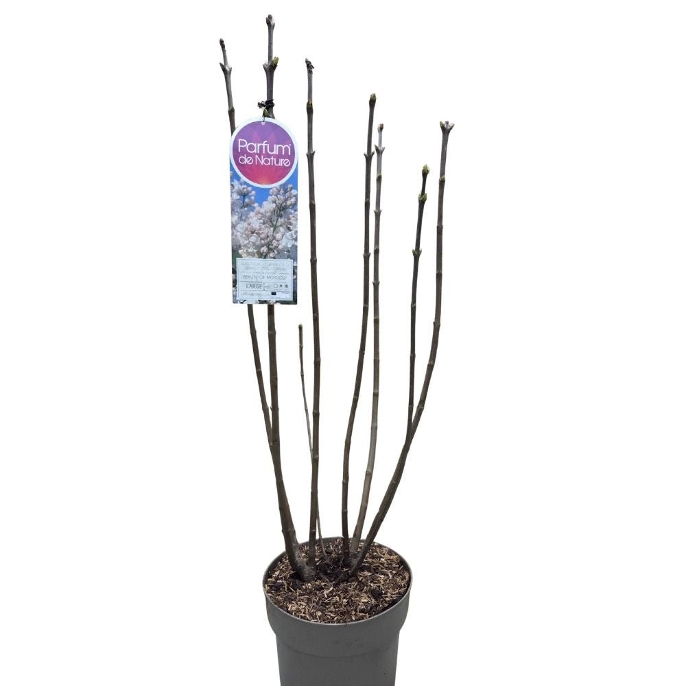 Syringa vulgaris 90cm 'Beauty of Moscow' 10Ltr Pot - Old Railway Line Garden Centre