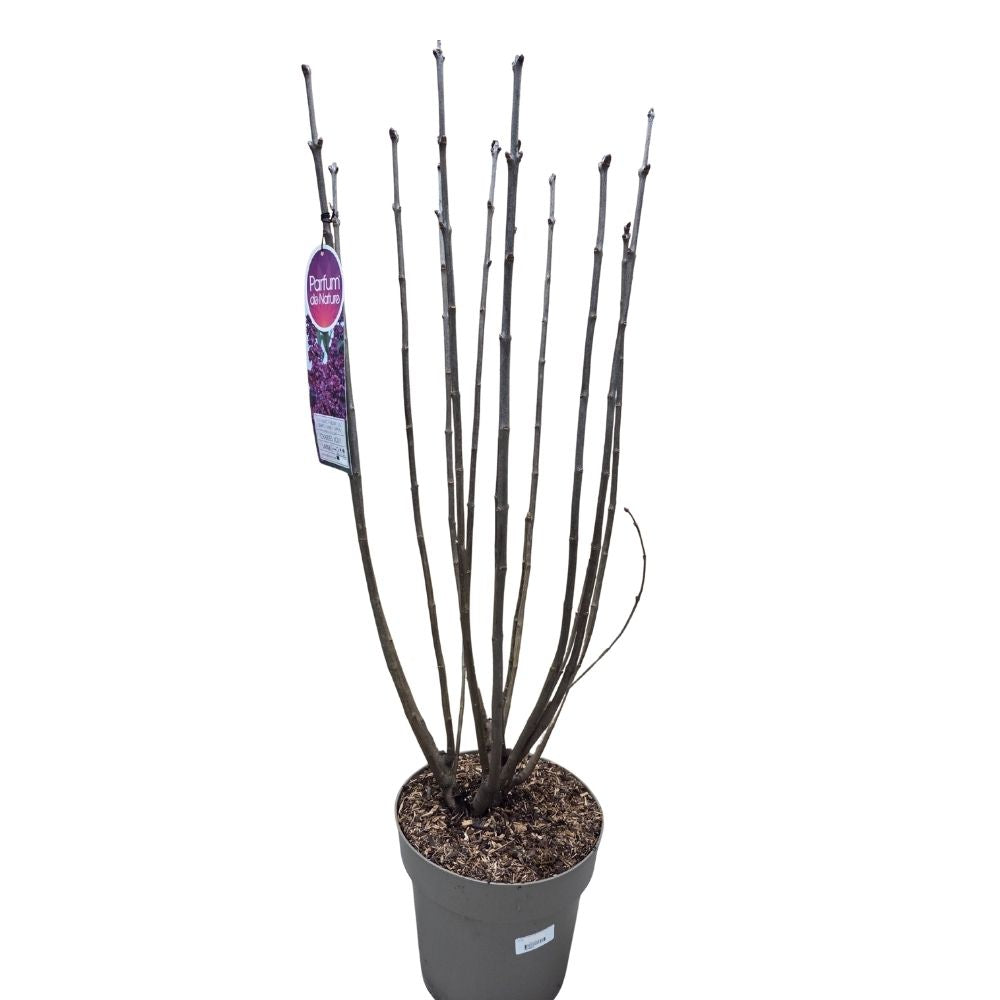 Syringa vulgaris 90cm 'Charles Joly' 10Ltr Pot