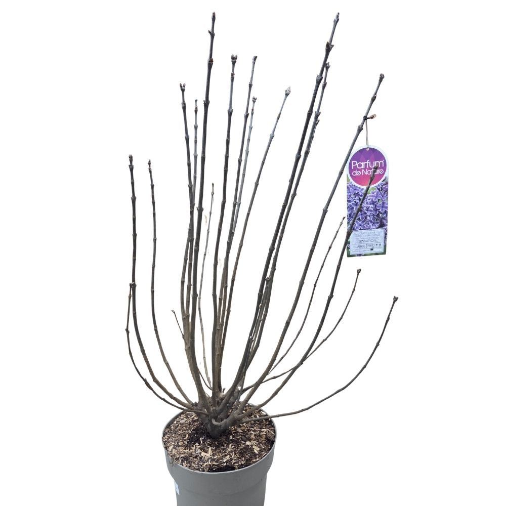 Syringa vulgaris 90cm 'Sensation' 10Ltr Pot