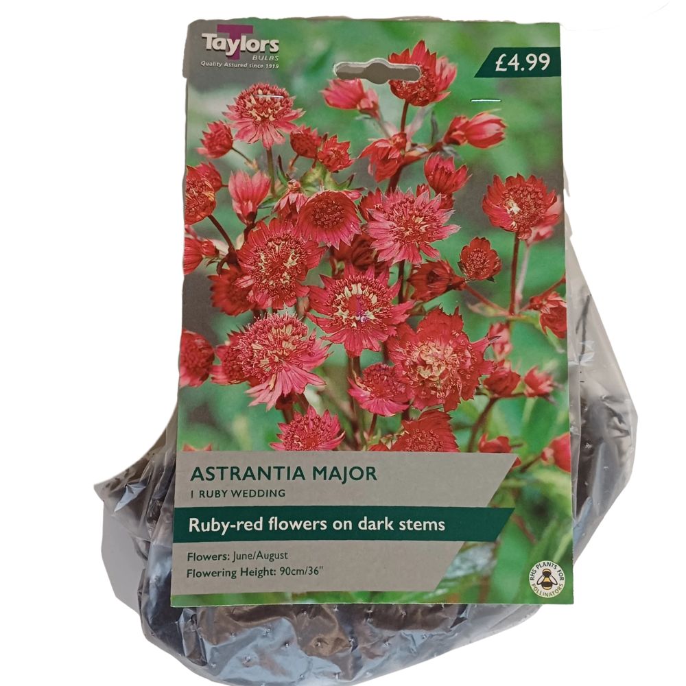 Taylors 1 Astrantia Major Ruby Wedding Bulb