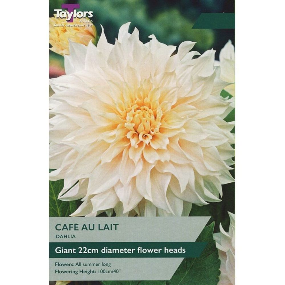 Taylors 1 Cafe Au Lait Dahlia Tuber
