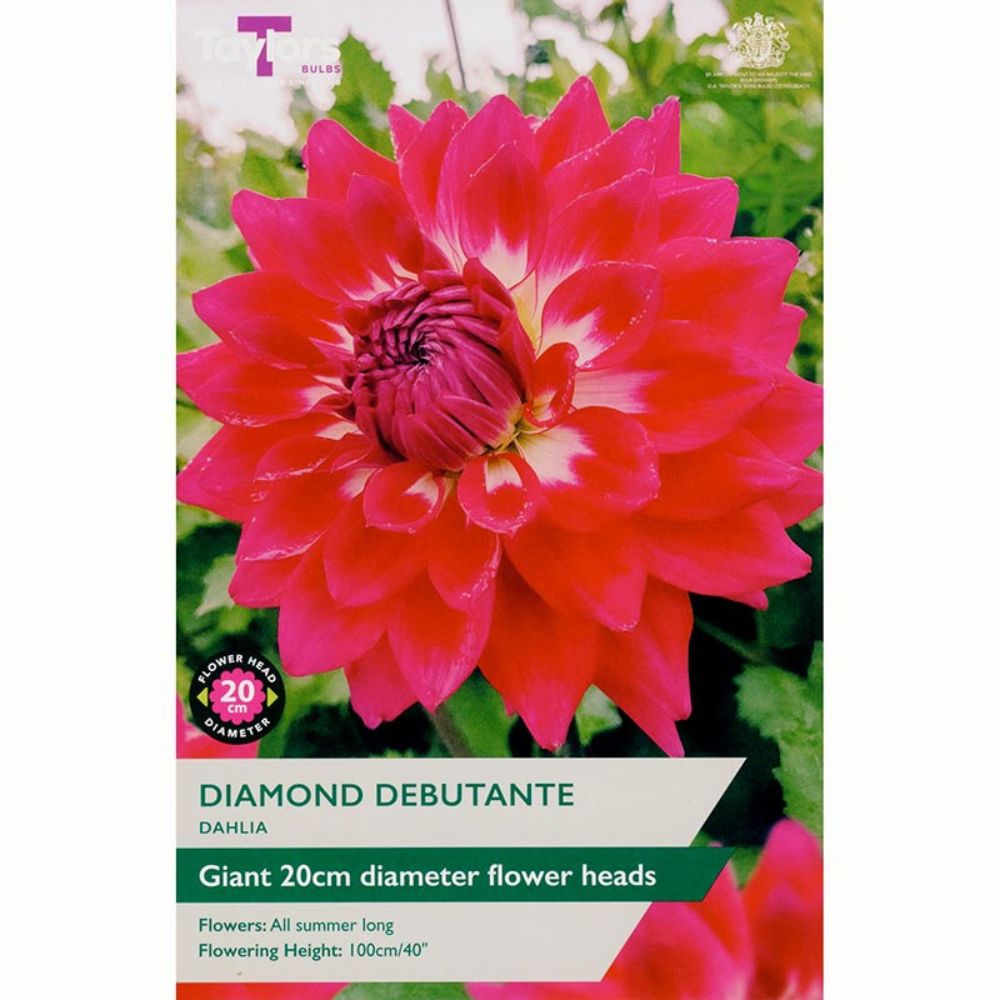 Taylors 1 Diamond Debutante Dahlia Tuber