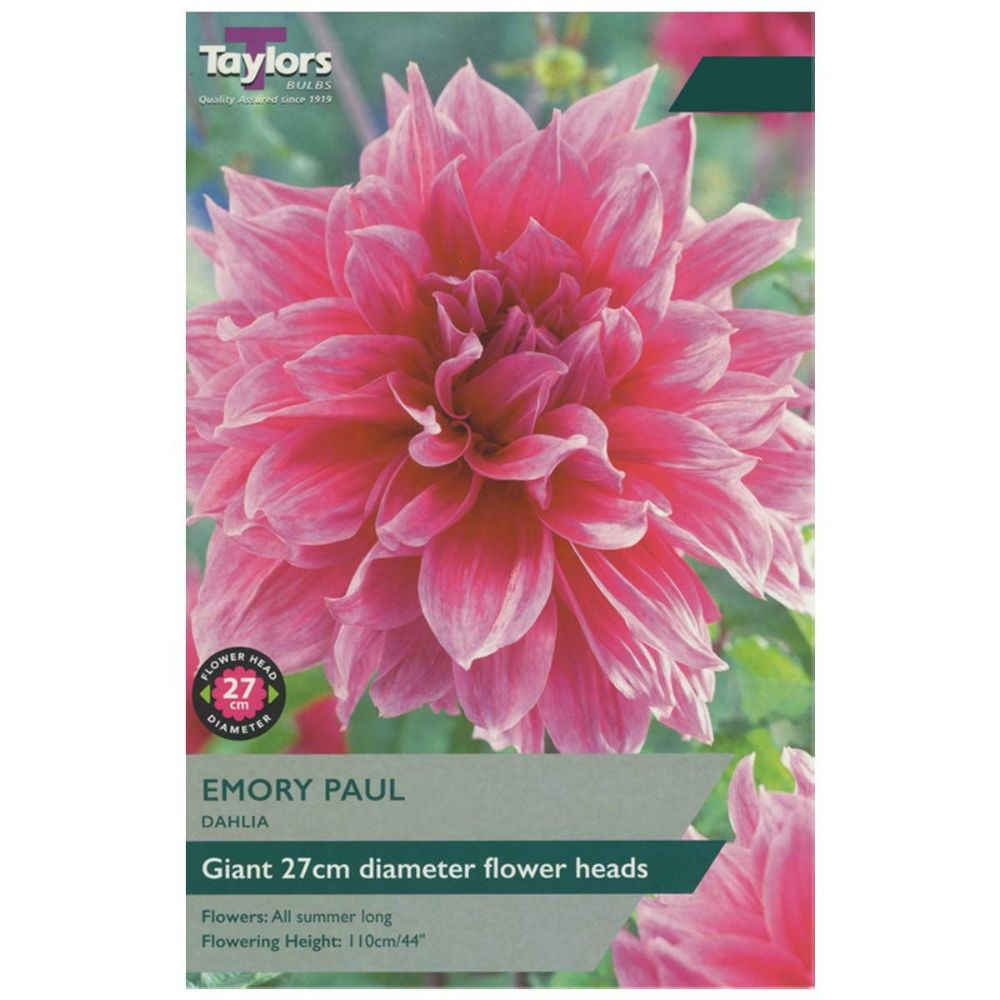 Taylors 1 Emory Paul Dahlia Tuber