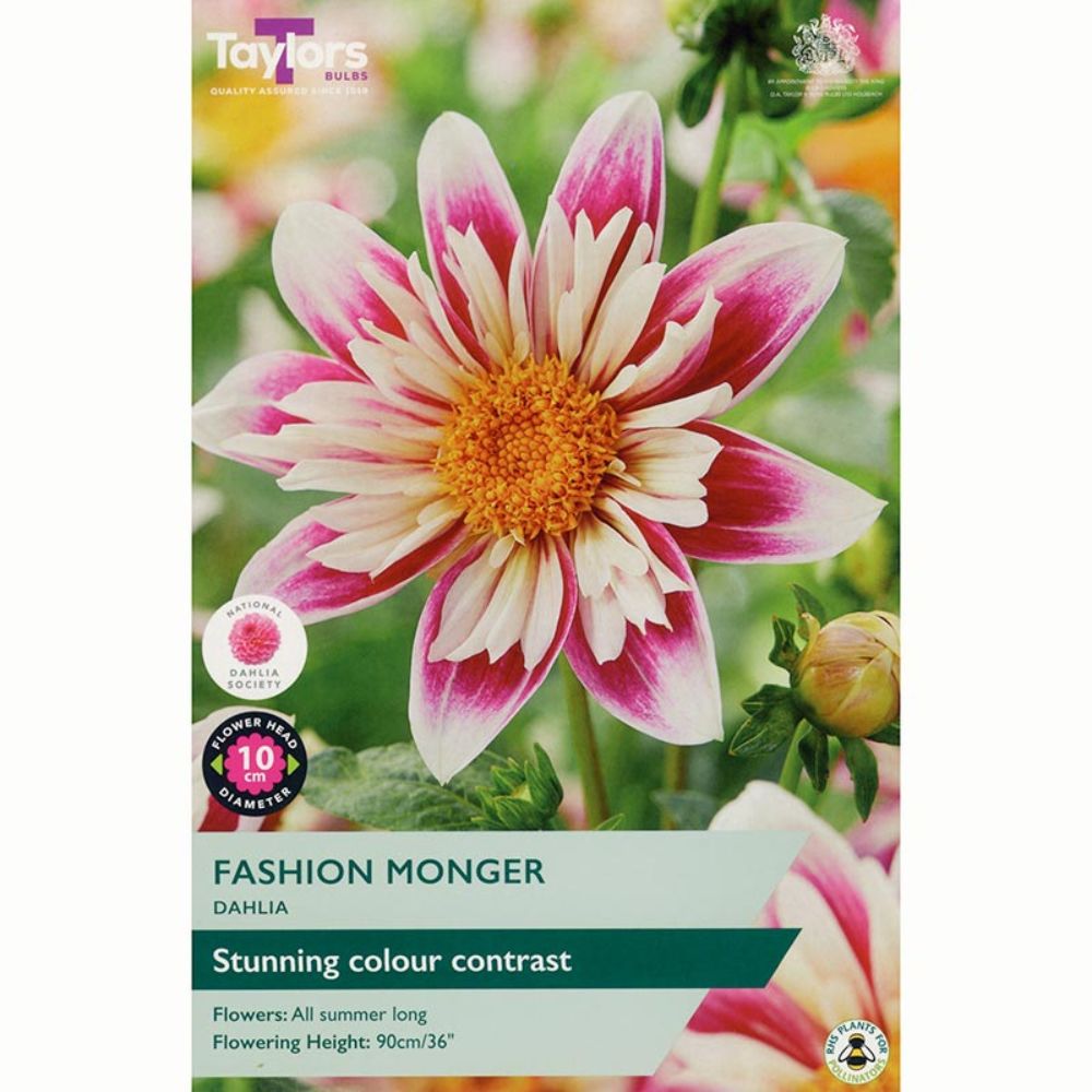 Taylors 1 Fashion Monger Dahlia Tuber