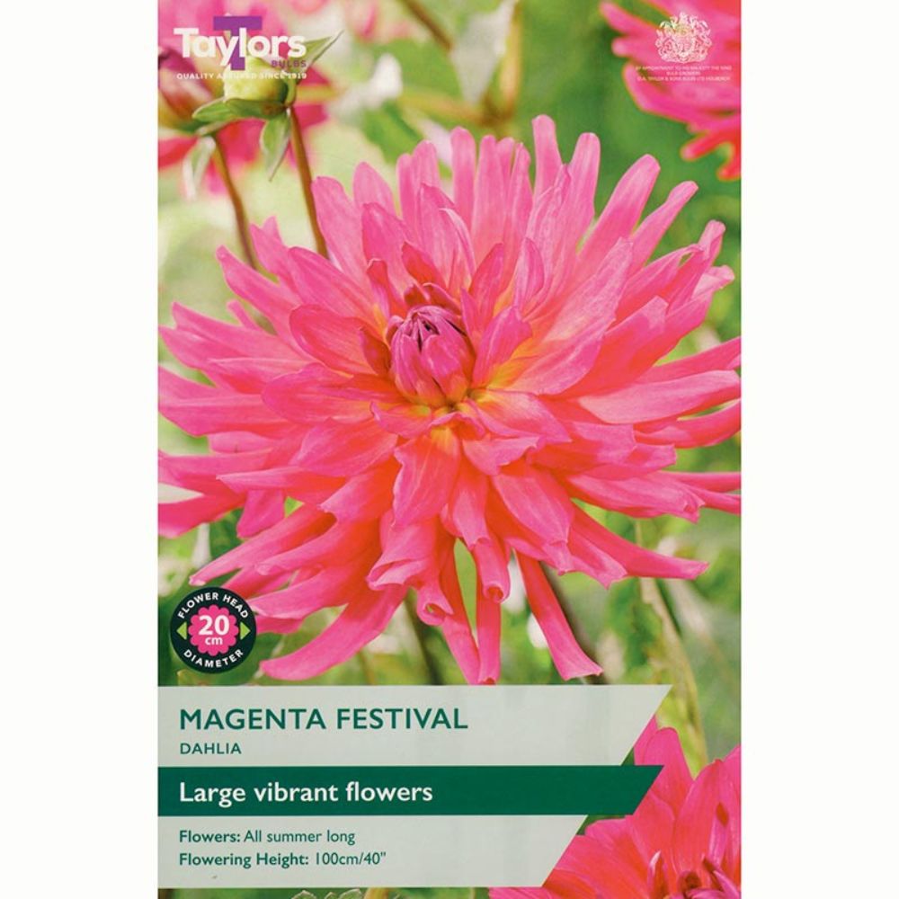 Taylors 1 Magenta Festival Dahlia Tuber - Old Railway Line Garden Centre