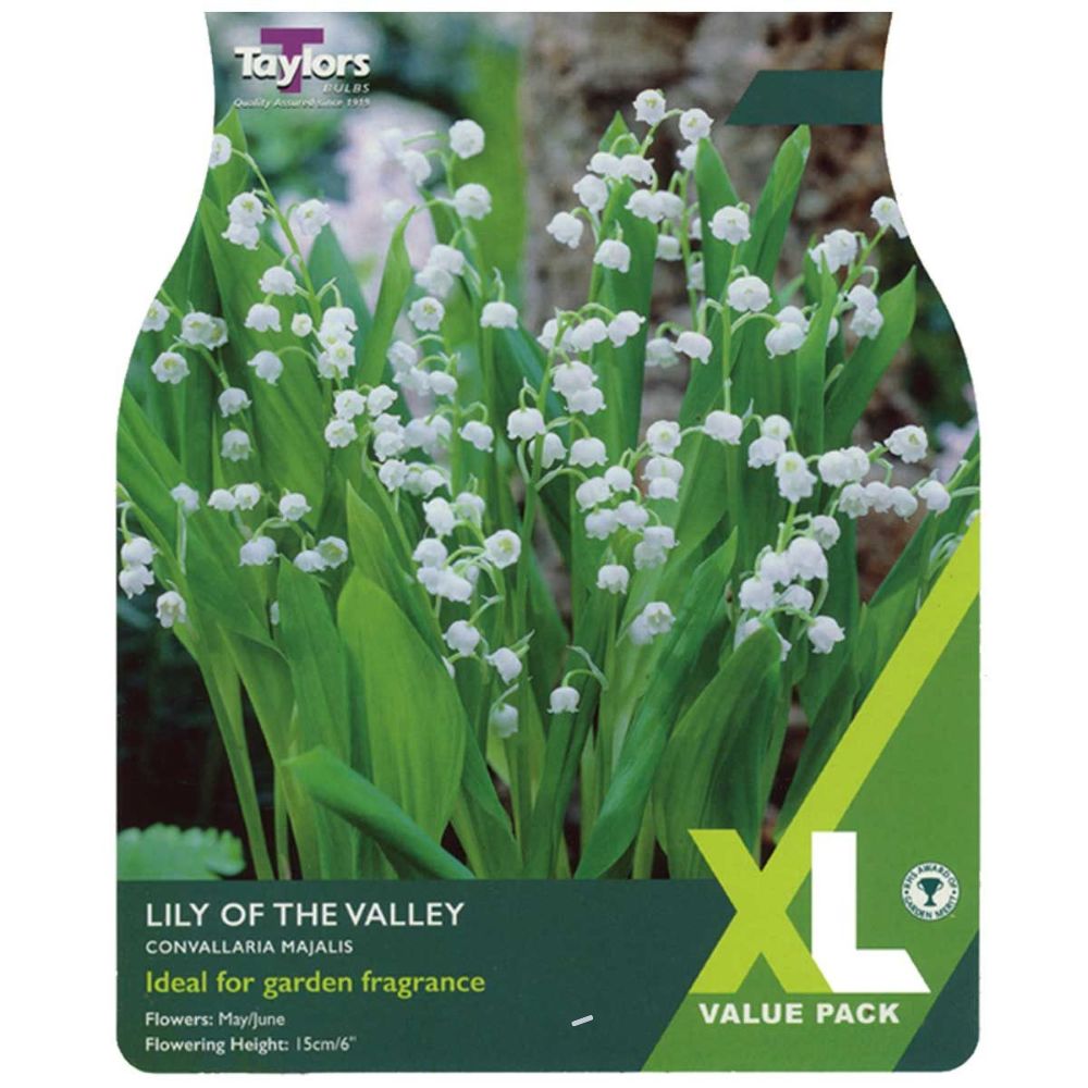 Taylors 12 Lily of the Valley Rhizomes Bulbs - Old Railway Line Garden Centre