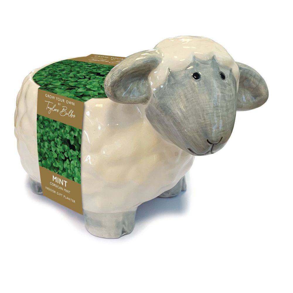 Taylors 17cm GYO Mint Seed & Novelty Sheep Planter