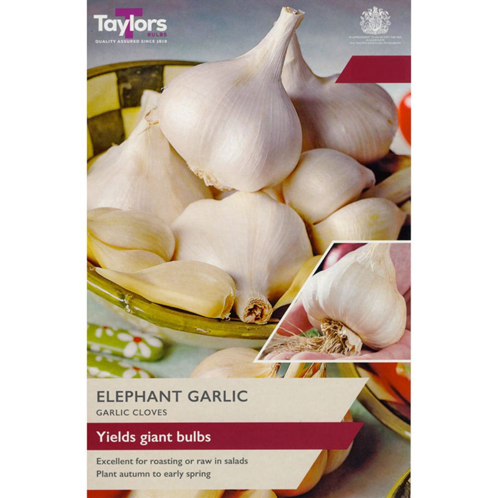 Taylors 2 Elephant Garlic Cloves