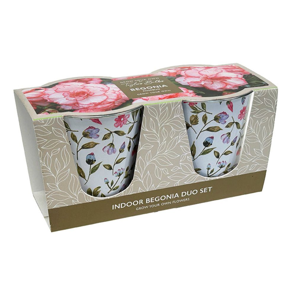Taylors 2 Rosebud Begonia Duo Gift Set