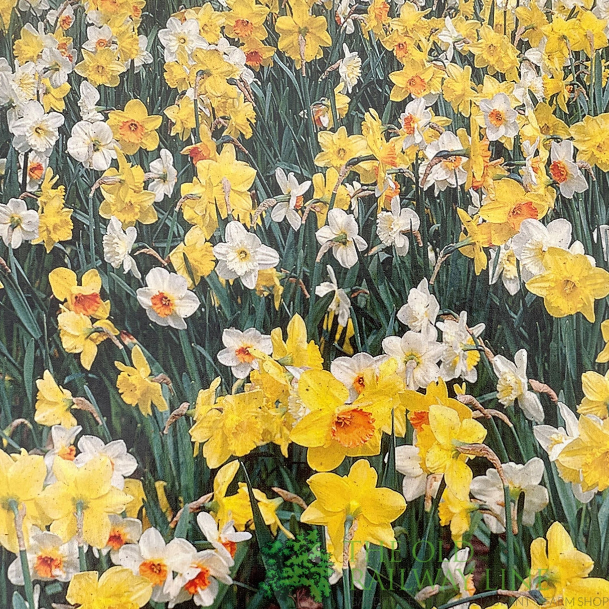 Taylors 20kg Mixed For Nature Narcissus Bulbs