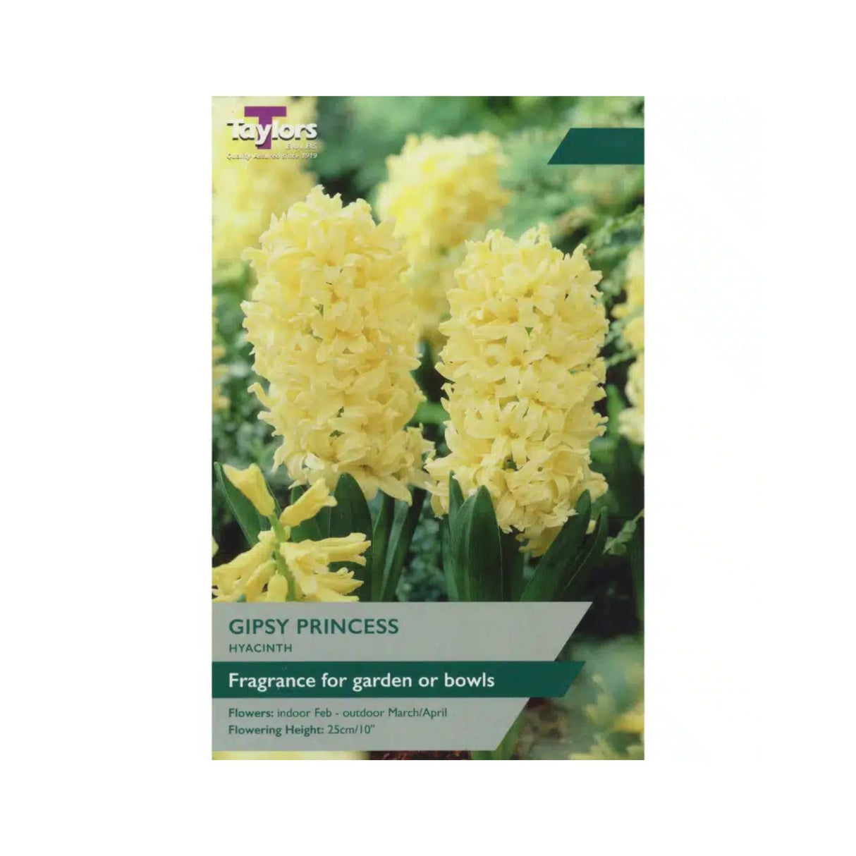 Taylors 3 Gypsy Princess Hyacinth Bulbs