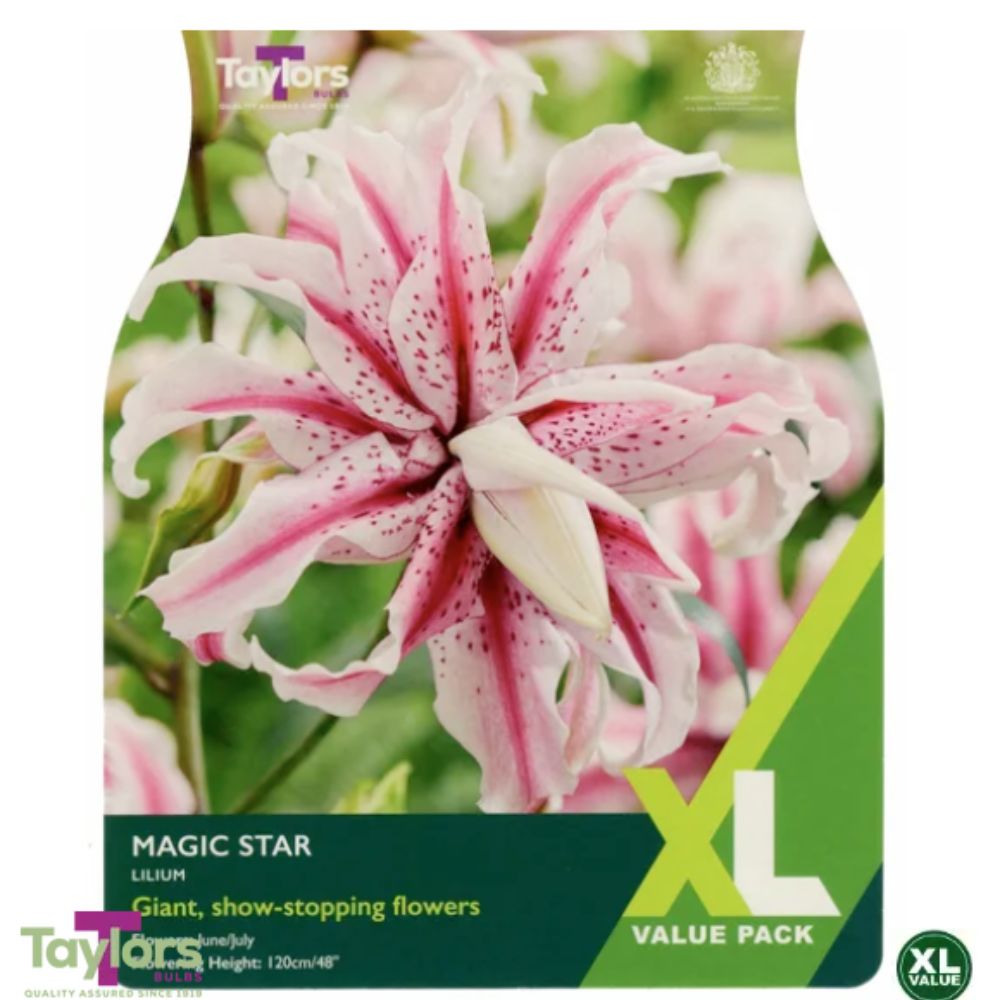 Taylors 3 Lily Magic Star Bulbs