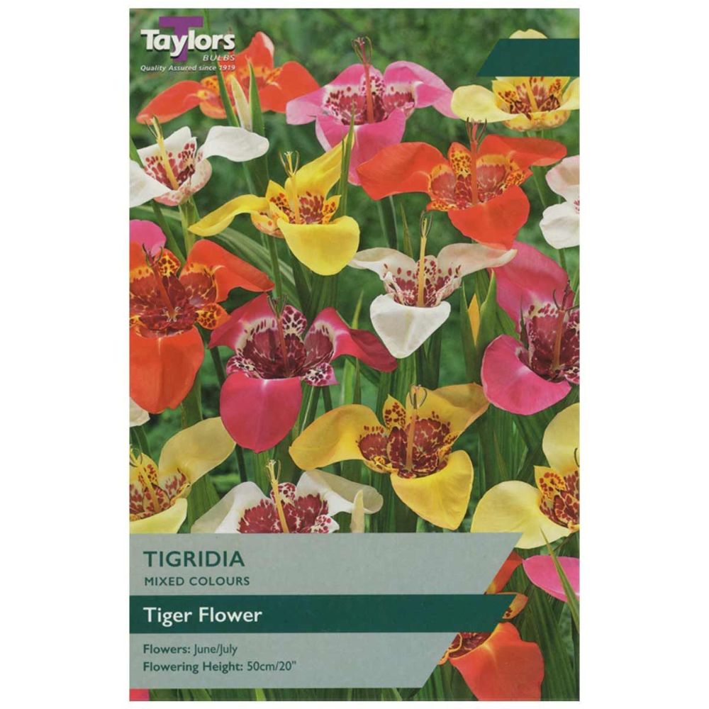 Taylors 5 Tigridia Bulbs (Mixed)