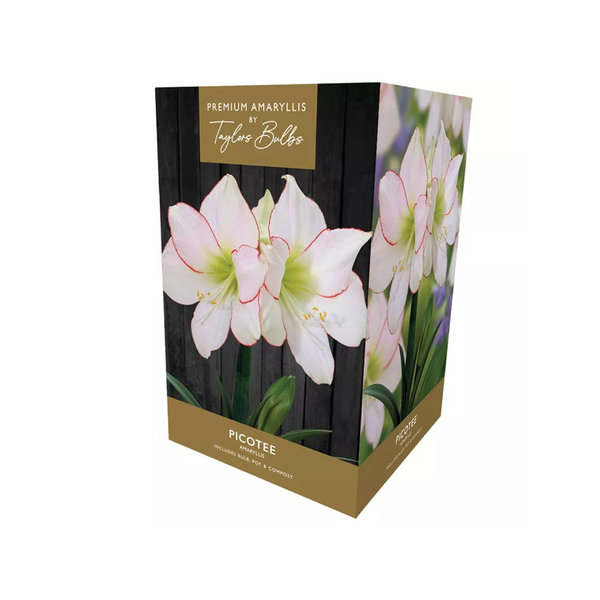 Taylors Amaryllis Picotte