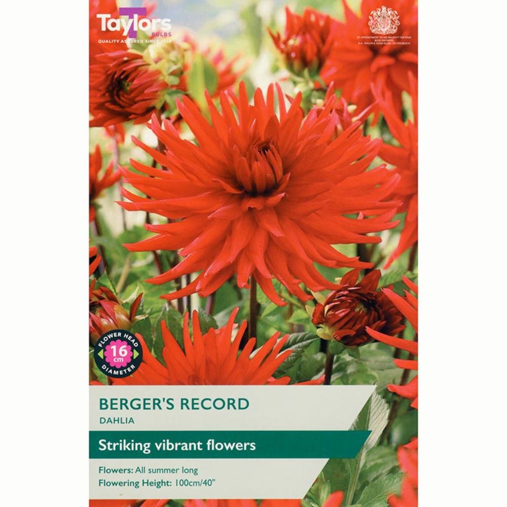 Taylors 1 Berger’s Record Dahlia Tuber