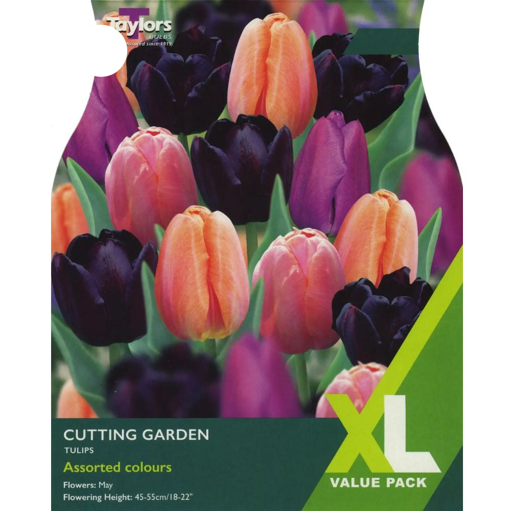 Taylors 12 Cutting Garden Tulip Bulbs Assorted Colours Spring Flowering Bulbs
