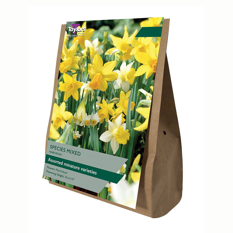 Taylors 25 Mixed Species Narcissus Spring Flowering Bulbs