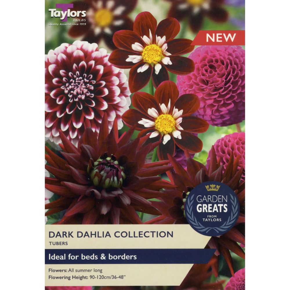 Taylors 4 Dark Dahlia Bulb Collection