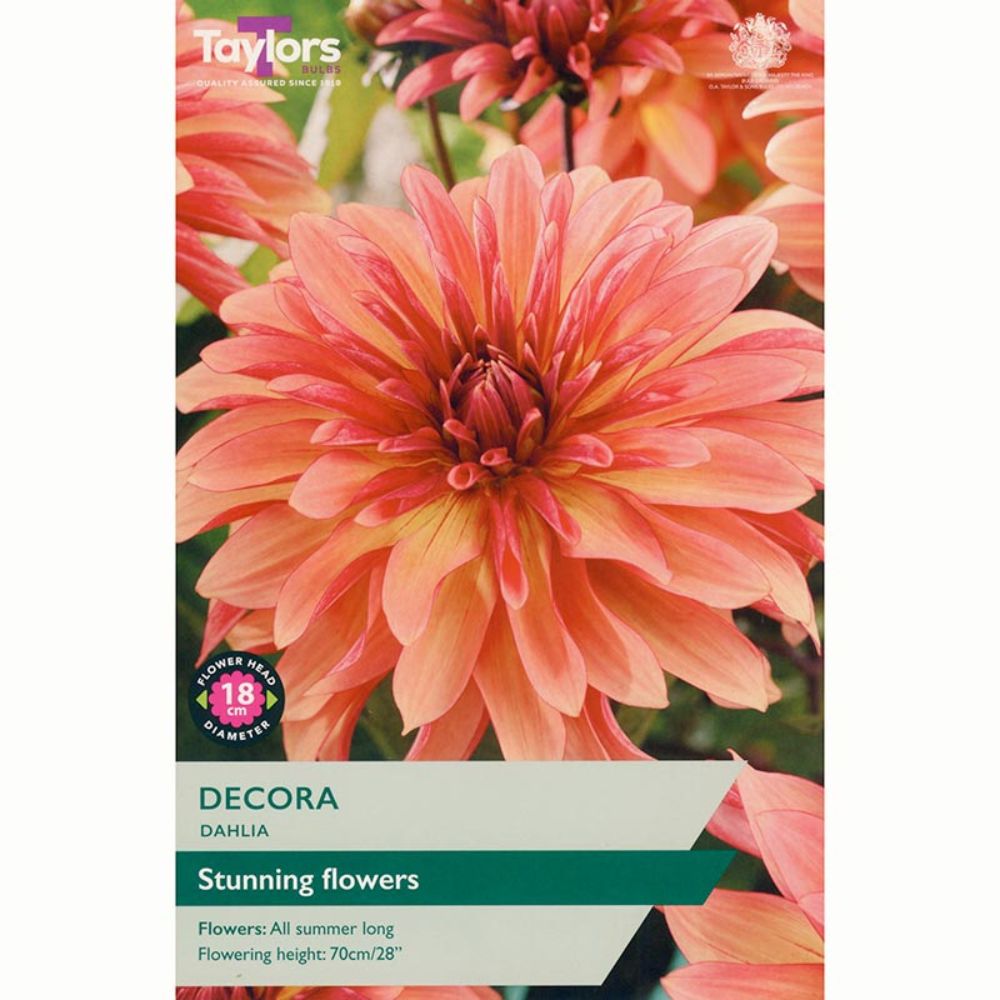 Taylors 1 Decora Dahlia Tuber