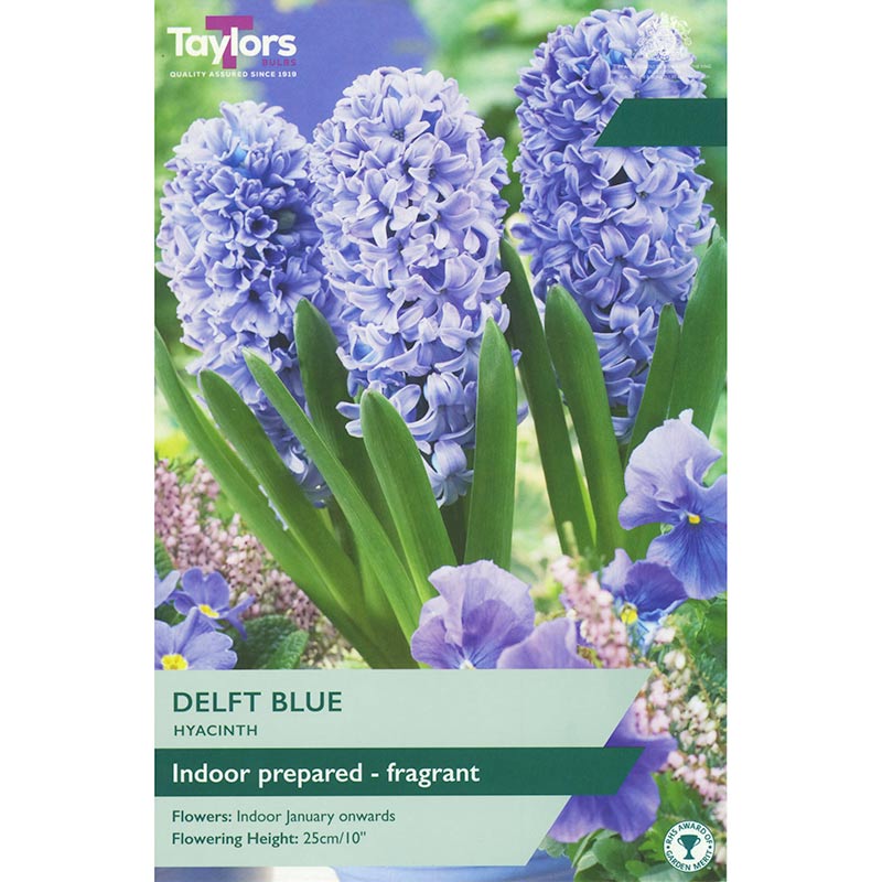 Taylors 3 Indoor Prepared Hyacinth Delft Blue Spring Flowering Bulbs