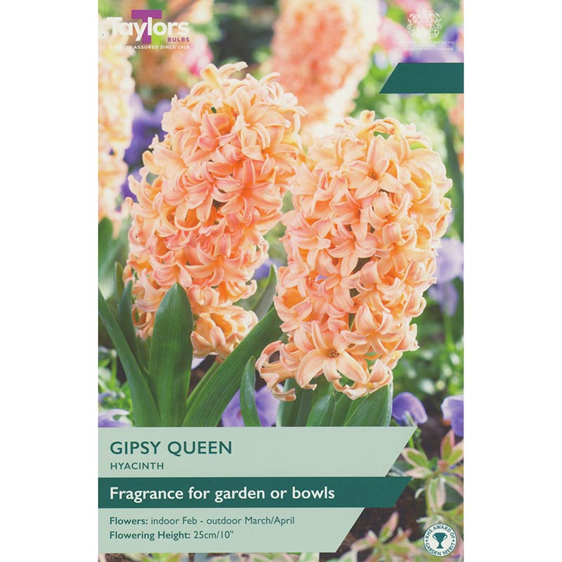 Taylors 3 Gypsy Queen Hyacinth Spring Flowering Bulbs