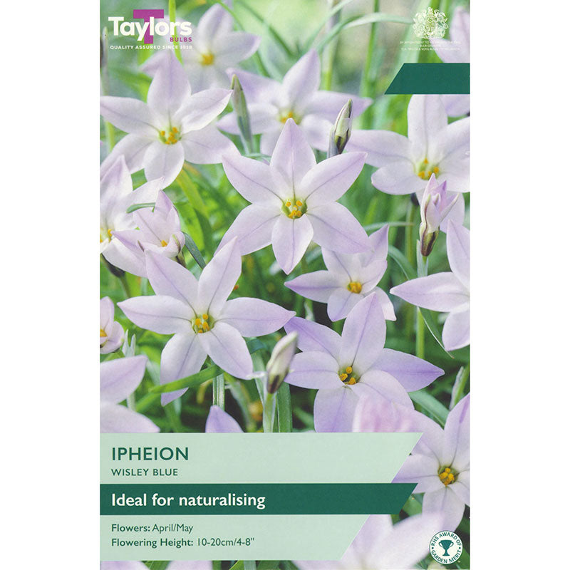 Taylors 15 Ipheion Wisley Blue Spring Flowering Bulbs