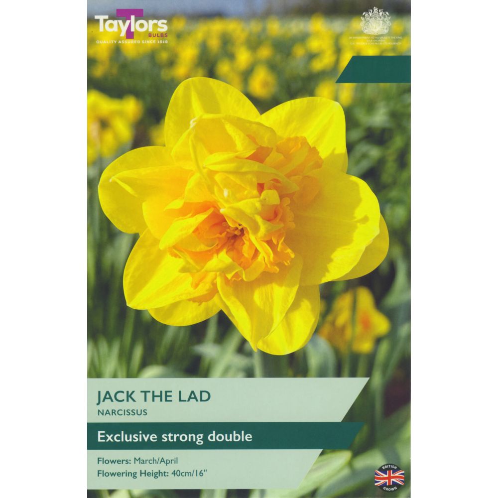 Taylors Jack The Lad Narcissus Daffodil Bulbs