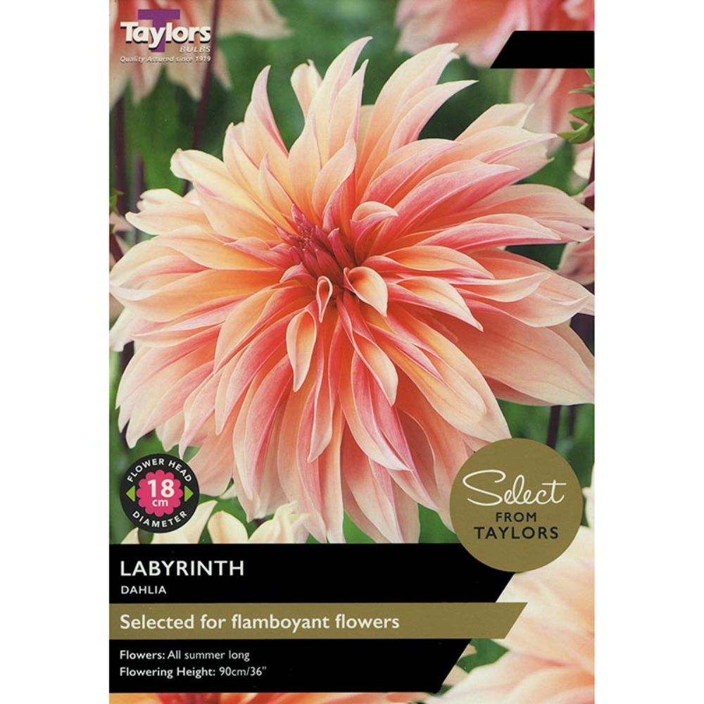 Taylors 2 Labyrinth Dahlia Tubers