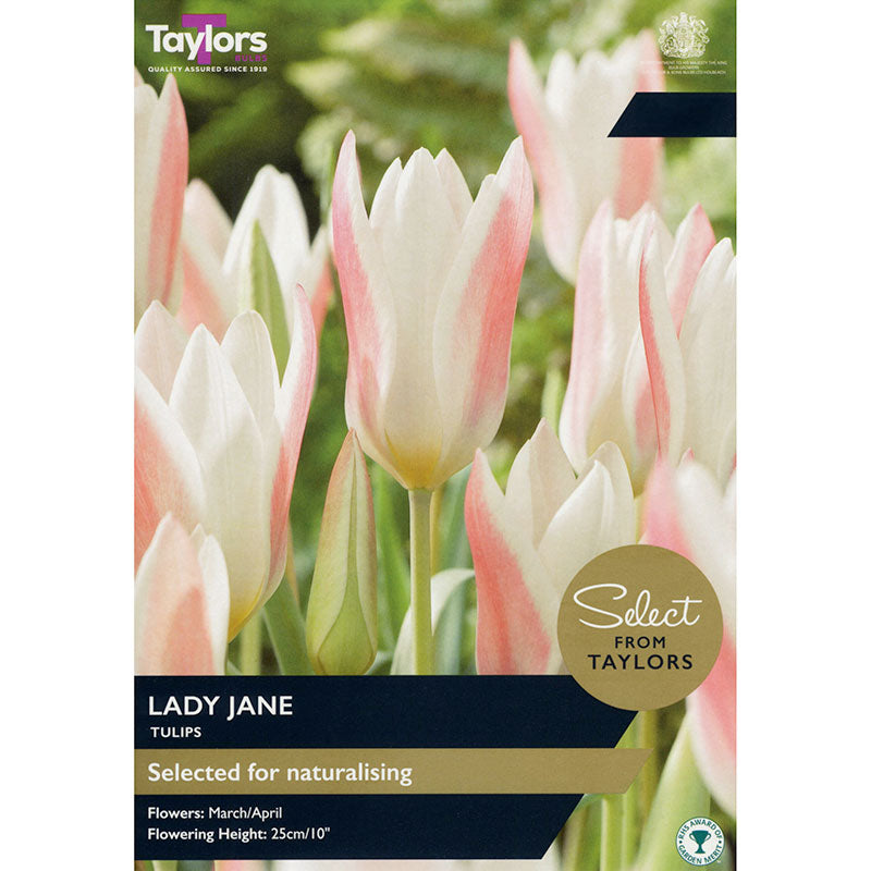 Taylors Select 10 Lady Jane Tulip Spring Flowering Bulbs
