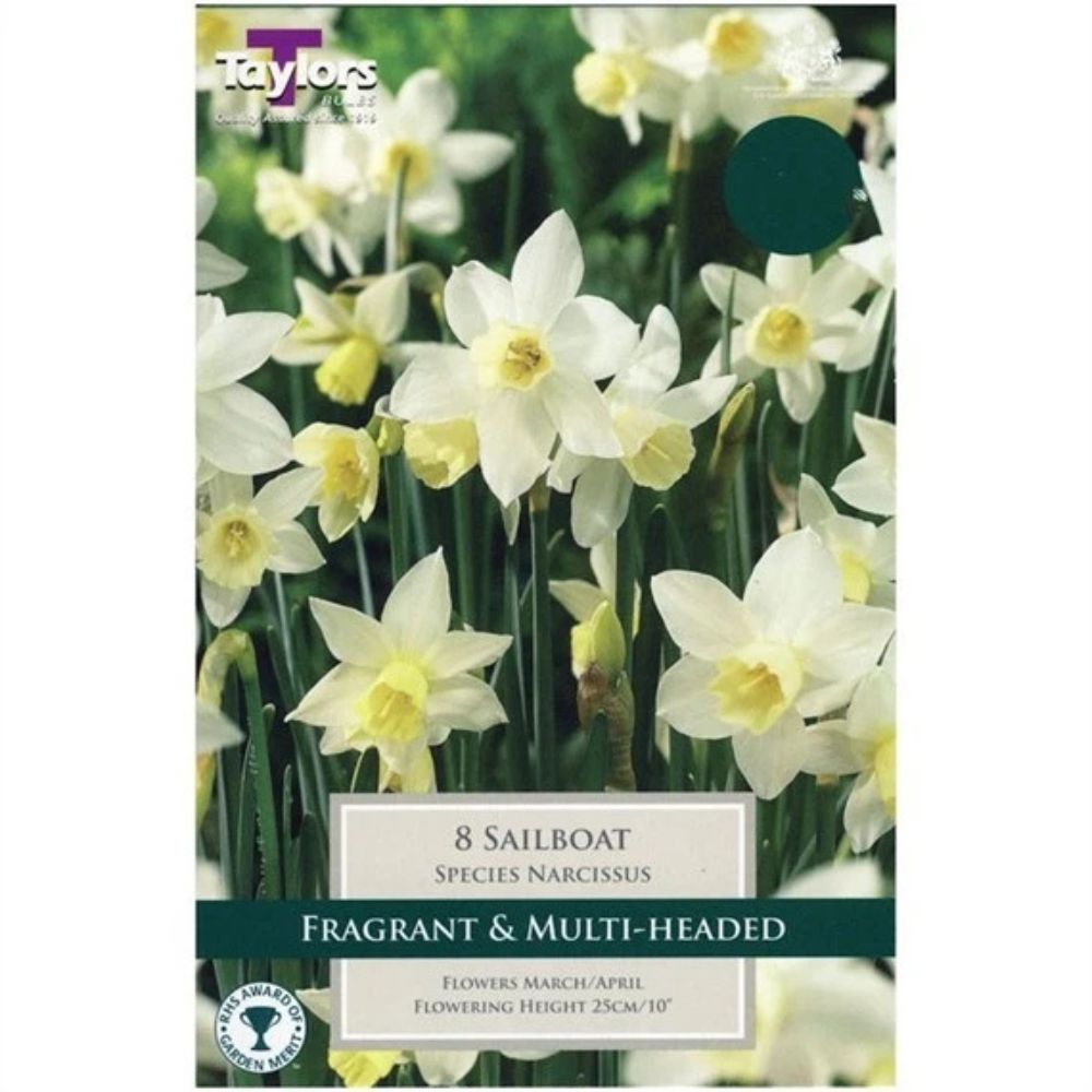 Taylors 8 Sailboat Species Narcissi Daffodil Bulbs