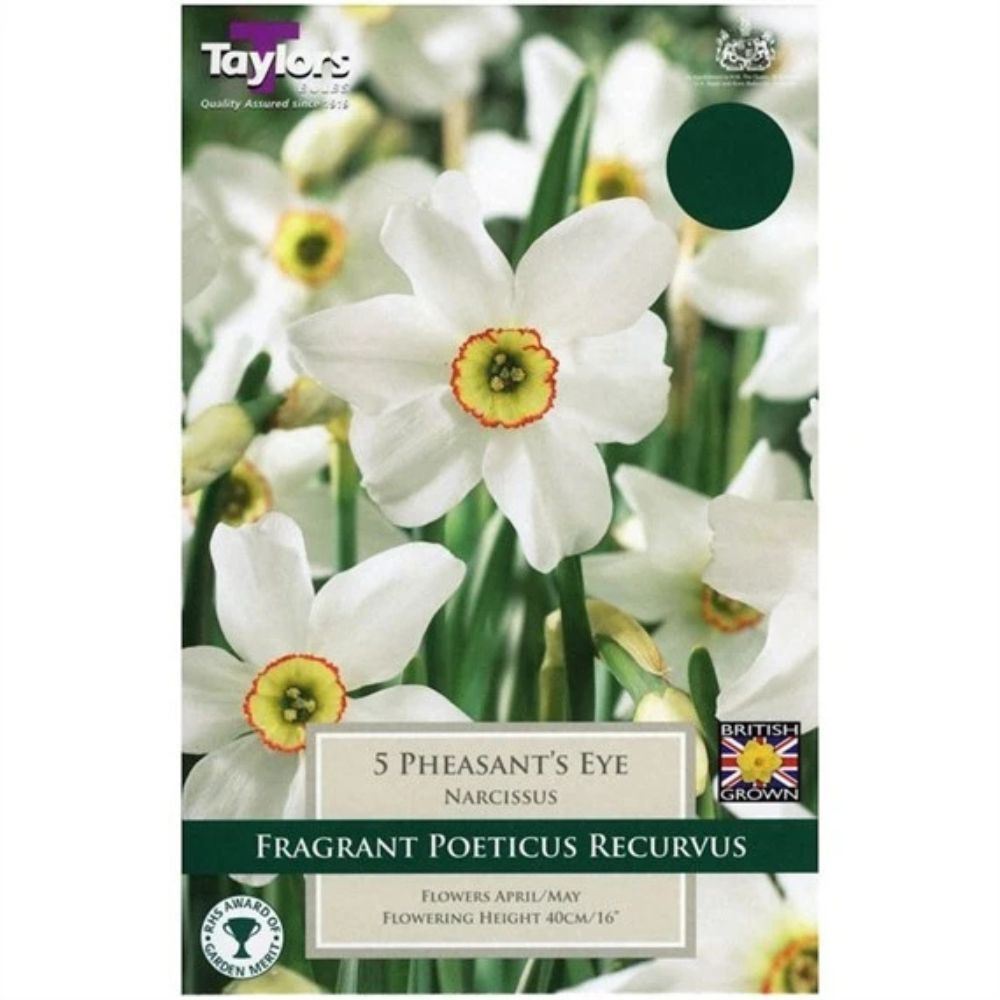 Taylors 5 Narcissi Pheasant's Eye Bulbs