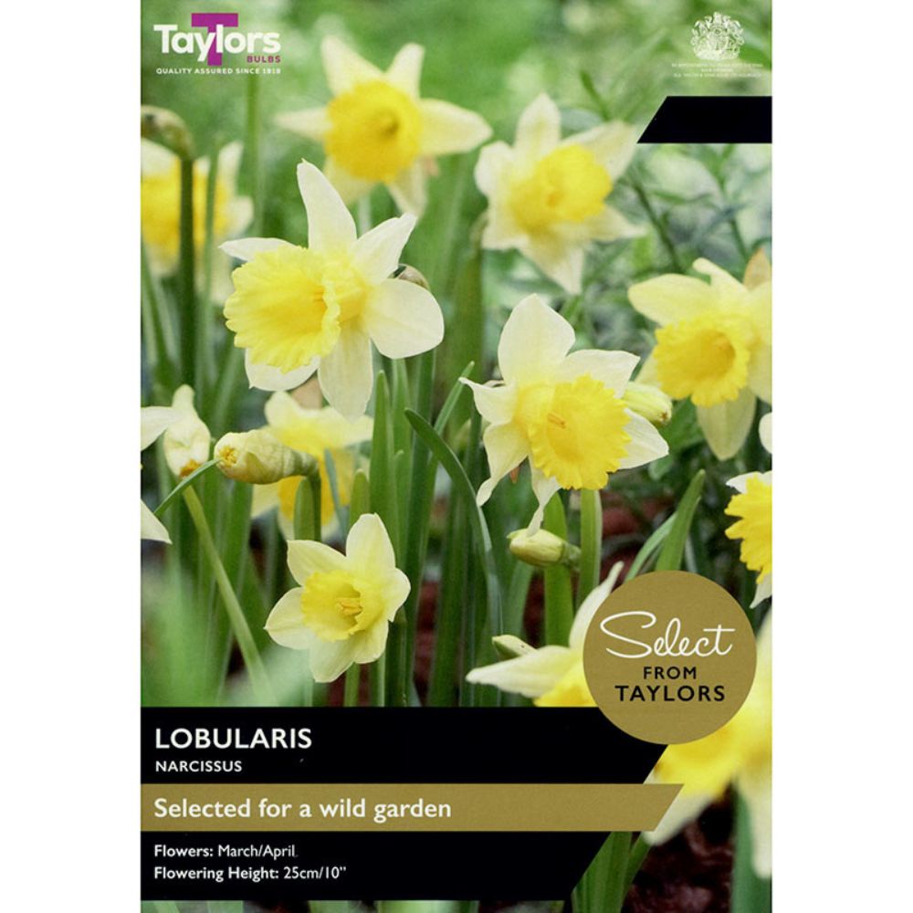 Taylors 8 Lobularis Narcissus Daffodil Bulbs