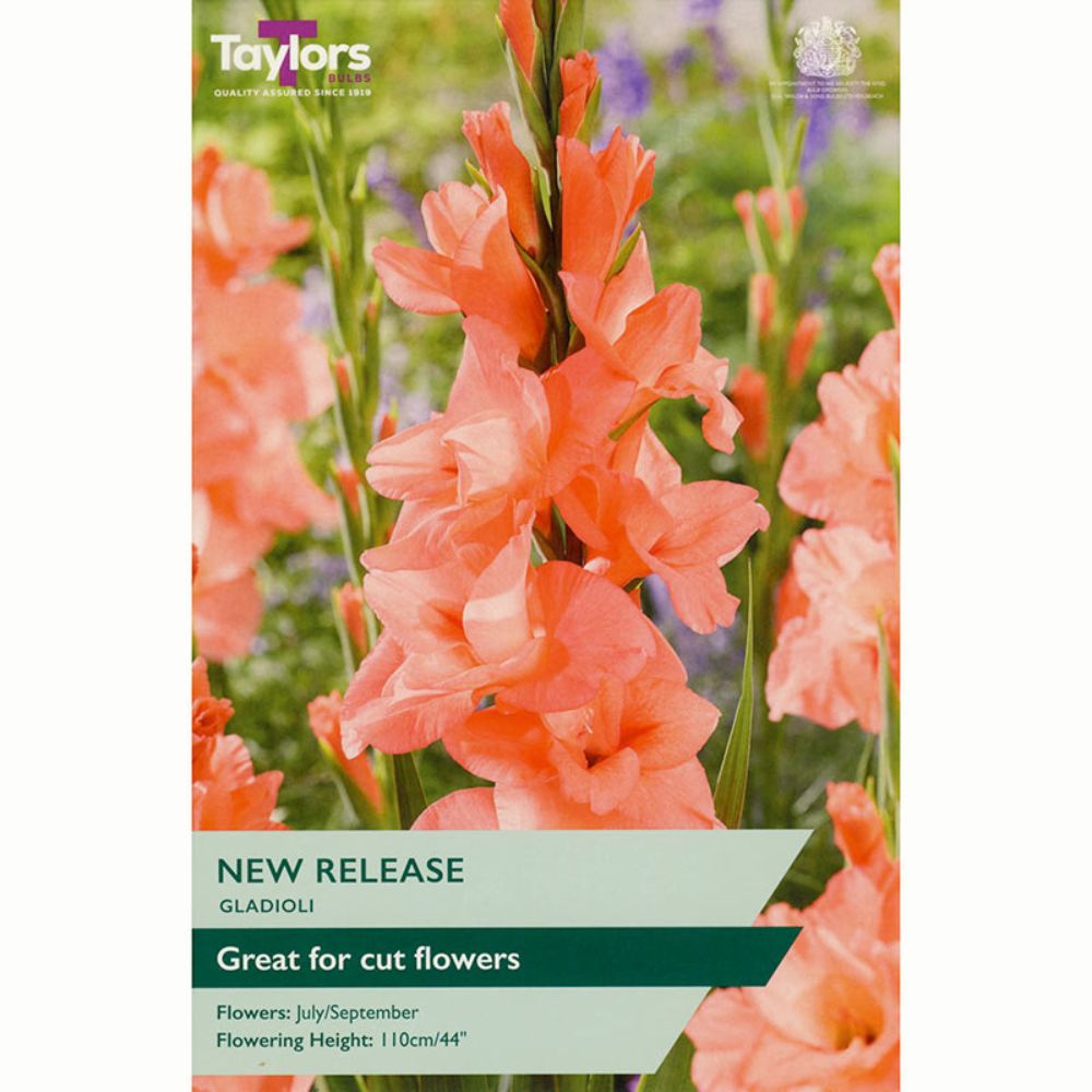 Taylors 10 New Release Gladioli Bulbs - Old Railway Line Garden Centre