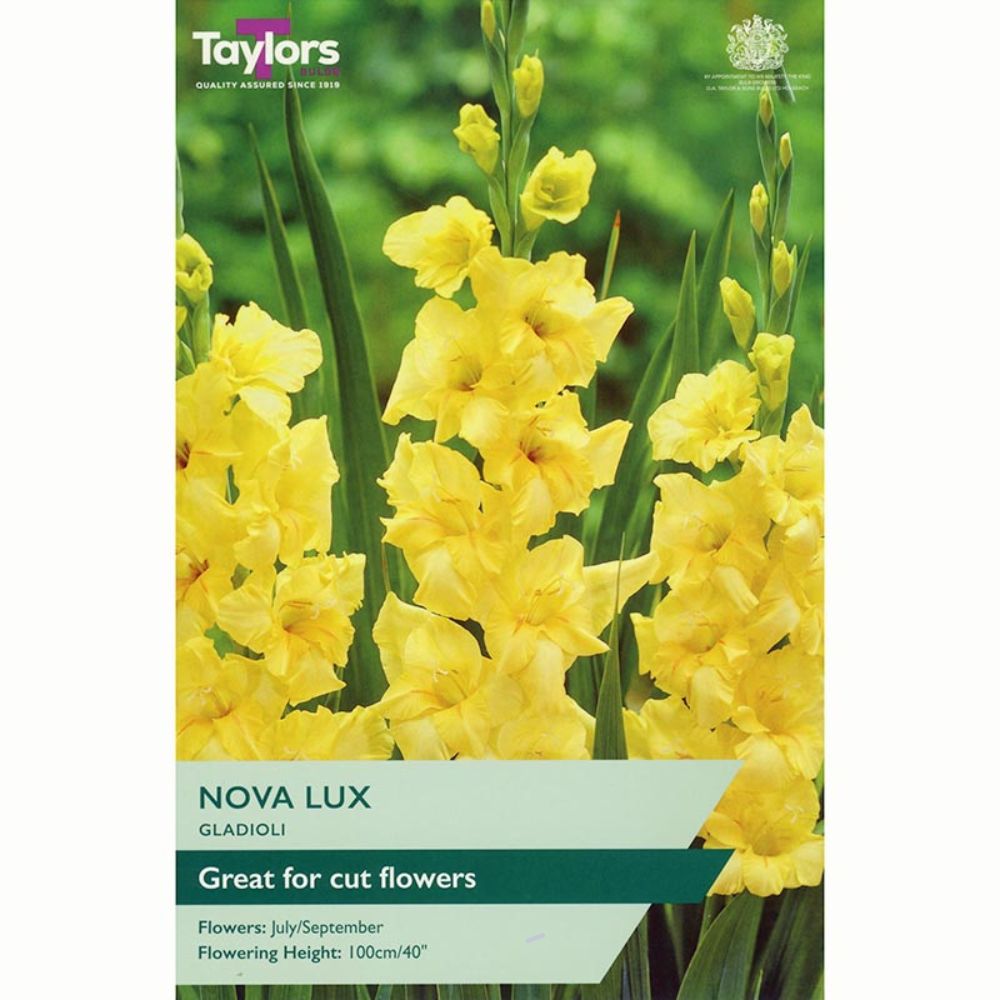 Taylors 10 Nova Lux Gladioli Bulbs