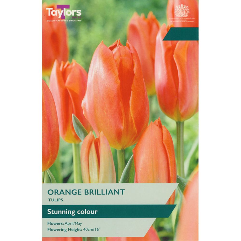 Taylors 9 Orange Brilliant Tulip Bulbs