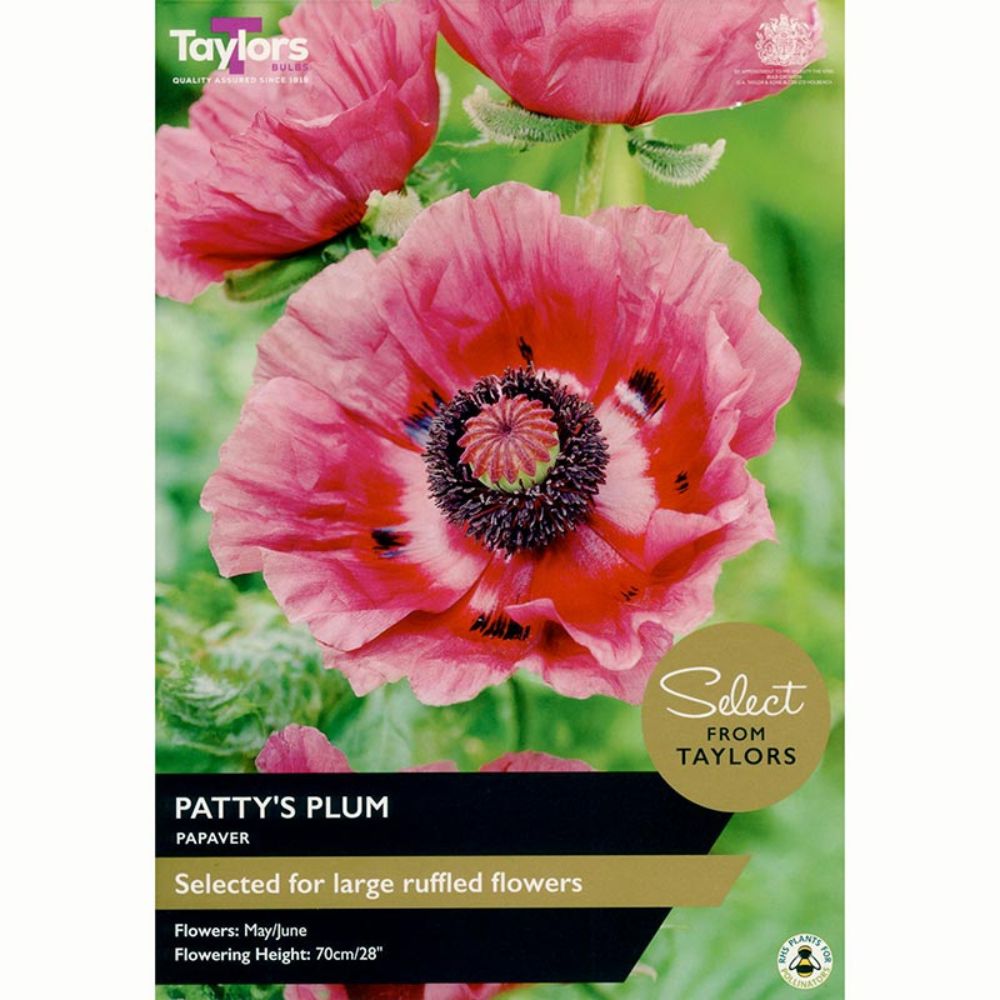 Taylors 1 Patty’s Plum (Oriental Group) Papaver Bulbs