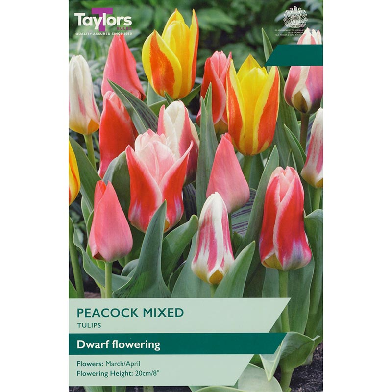 Taylors 12 Peacock Mixed Tulip Spring Flowering Bulbs