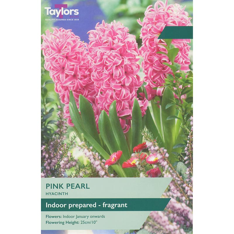 Taylors Hyacinth Pink Pearl Spring Flowering Bulbs