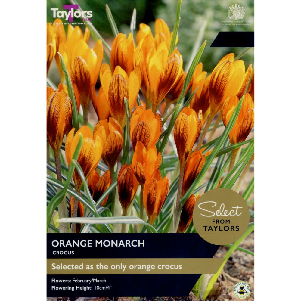 Taylors Select 12 Orange Monarch Crocus Bulbs