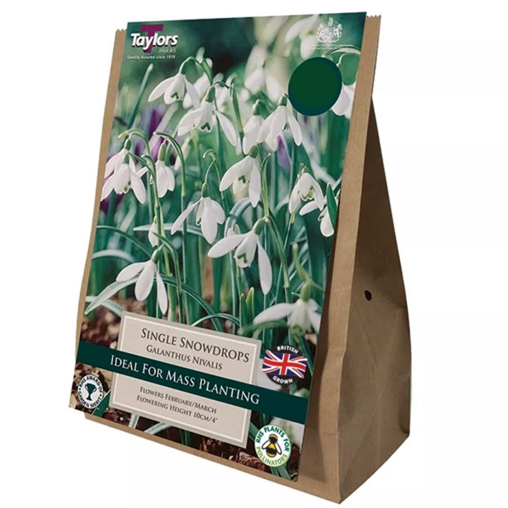 Taylors XL Single Snowdrops Bulbs Value Pack