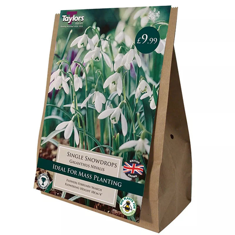 Taylors XL Single Snowdrops Bulbs Value Pack
