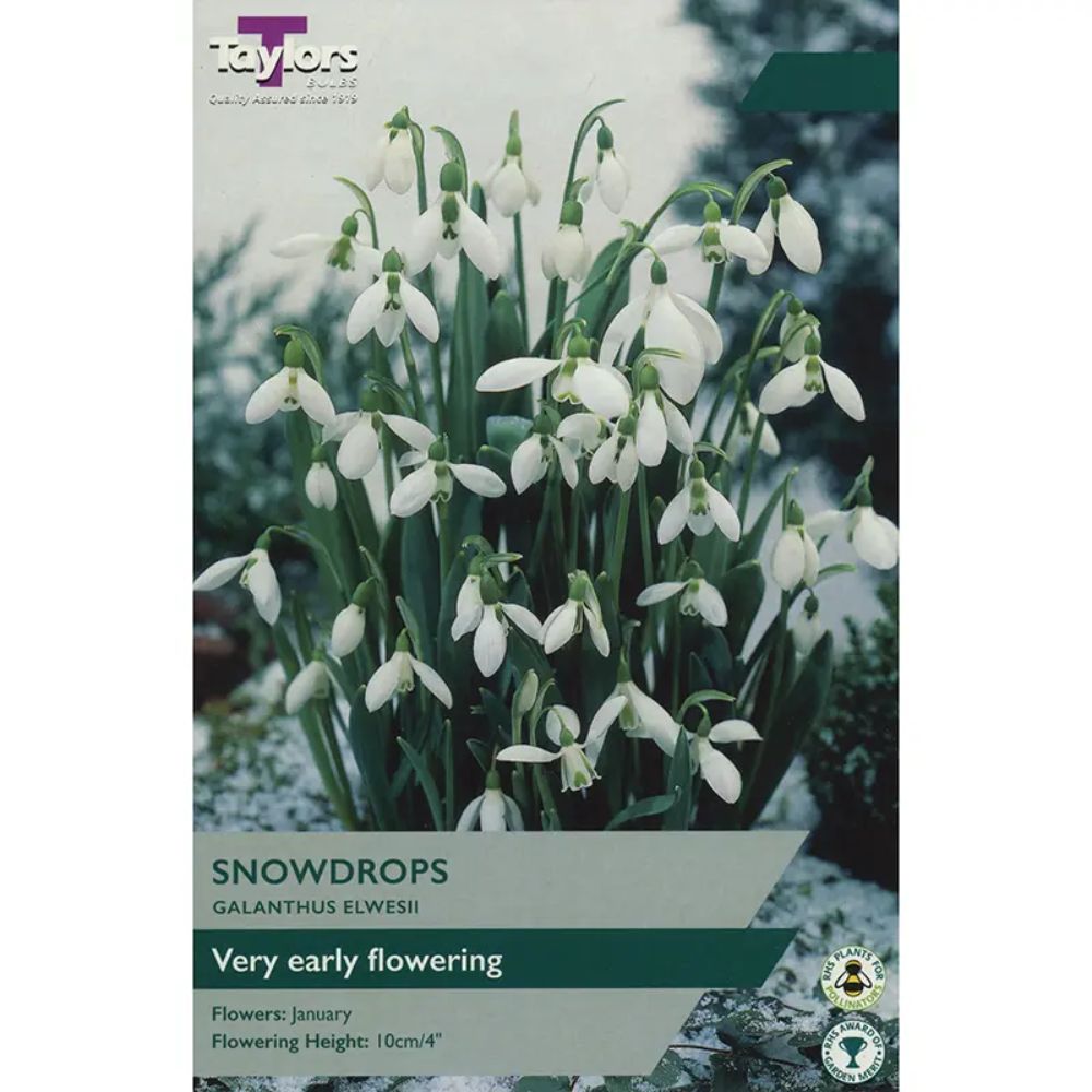 Taylors Snowdrops 'Galanthus Elwesii' Bulbs - Old Railway Line Garden Centre