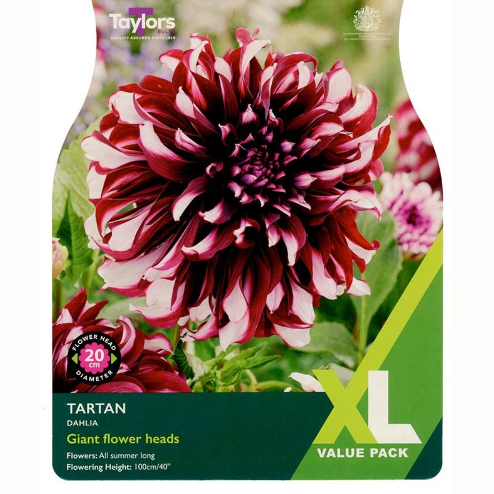 Taylors 2 Tartan Dahlia Tubers