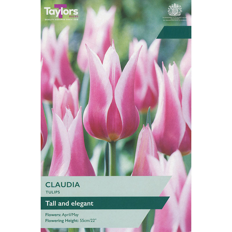 Taylors 7 Claudia Tulip Spring Flowering Bulbs