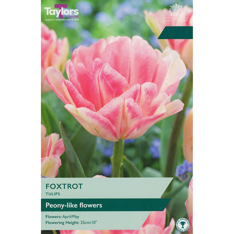 Taylors 5 Tulip ‘Foxtrot’ Spring Flowering Bulbs