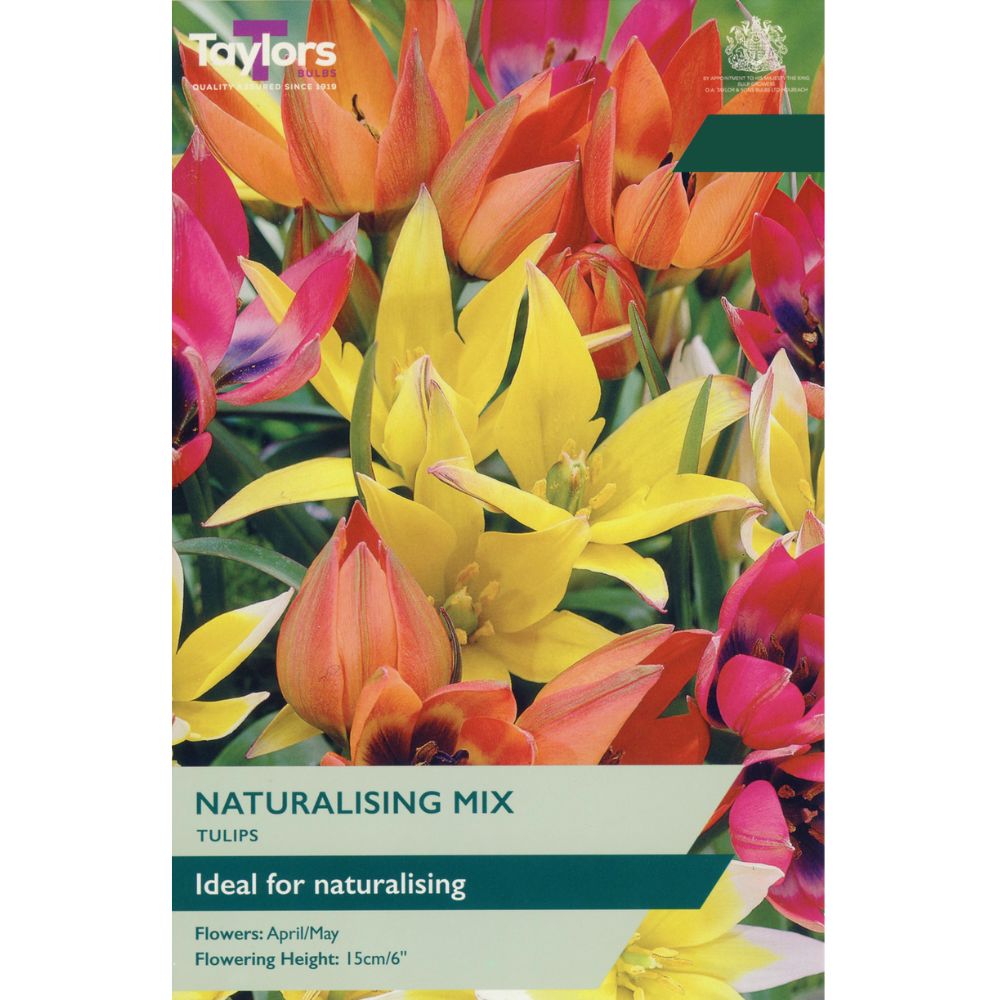 Taylors Tulips 'Naturalising Mix' Bulbs - Old Railway Line Garden Centre