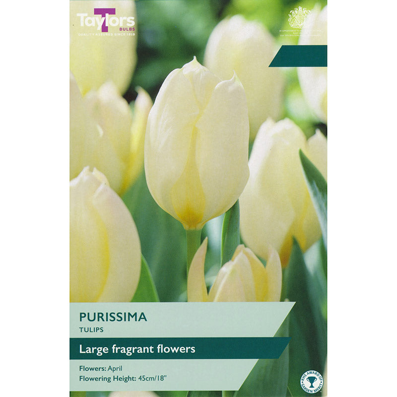 Taylors 8 Tulip ‘Purissima’ Bulbs Bulbs