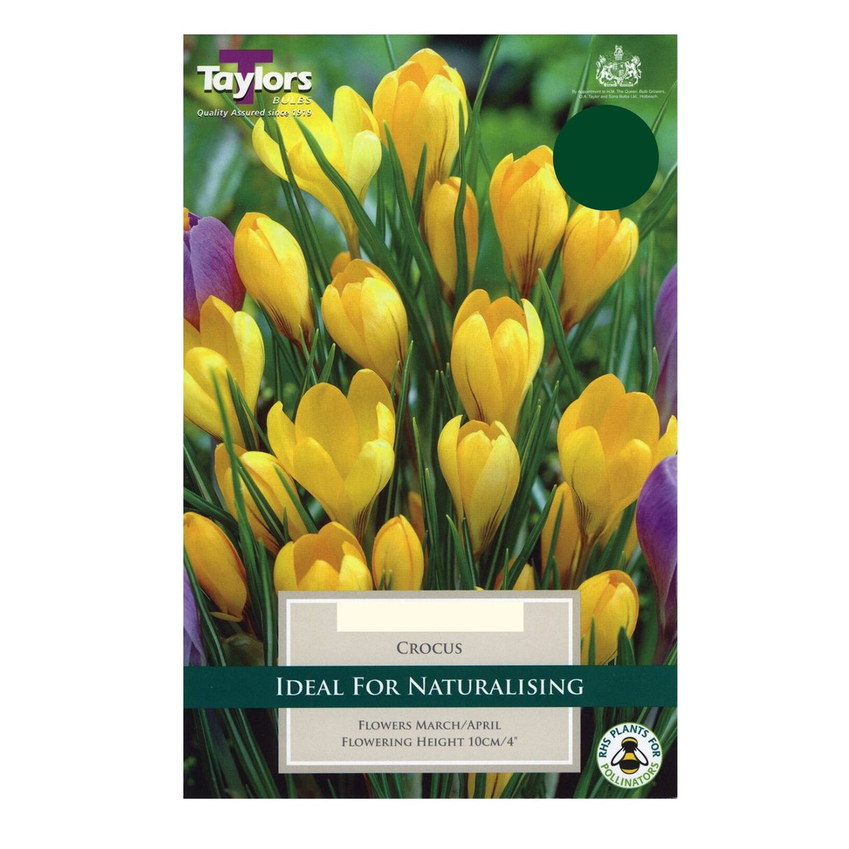 Taylors 8 Yellow Crocus Spring Flowering Bulbs