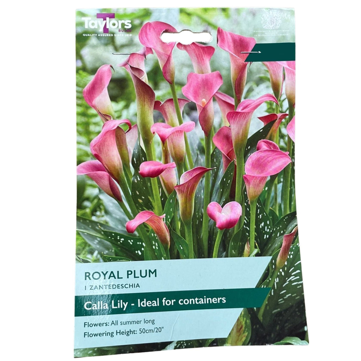 Taylors 1 Zantedeschi Royal Blum Bulb - Old Railway Line Garden Centre