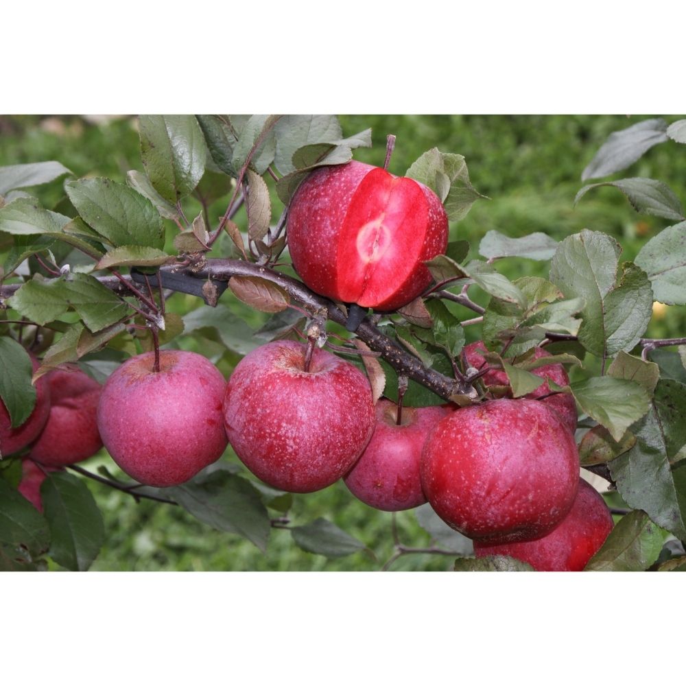 Apple Tree 'Tickled Pink' Patio 11.5Ltr Pot